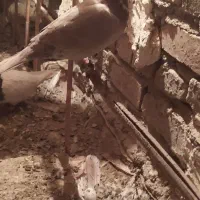 کبوتر نر|پرنده|زابل, |دیوار