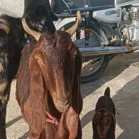 بزغاله|حیوانات مزرعه|کنگاور, |دیوار