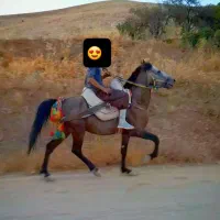 اسب یورقه