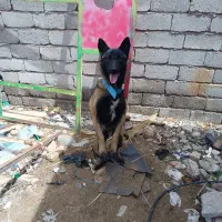 فروش سگ مالینیوز