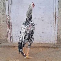 تخم اوشامو|حیوانات مزرعه|کرمانشاه, |دیوار