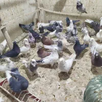 پنجاه عدد کبوتر گرو پرشی بوم