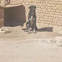 توله سگ ماده|سگ|همدان, |دیوار