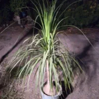 فروش گل