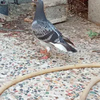 کبوتر دالکی|پرنده|برازجان, |دیوار