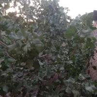 پیوندپسته