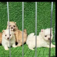 واگذاری توله