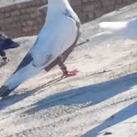 کبوتر امیدیه|پرنده|امیدیه, |دیوار