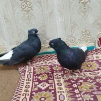 کبوتر اشعل|پرنده|کارون, |دیوار