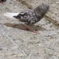کبوتر