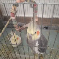 عروس هلندی جفت و مولد|پرنده|خلخال, |دیوار