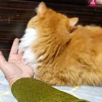 واگذاری گربه پشم الو