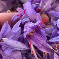 خرید زعفران با کیفیت برای شما دوستان عزیز