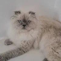 گربه