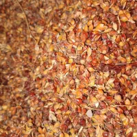 تخم یا بذر جارو درجه یک درشت و پرمغز