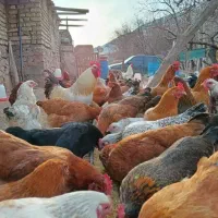 مرغ تخمگذار محلی