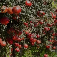به جای چند تا کود یه کود همه کاره بده