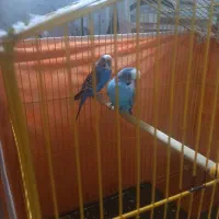 فروش مرغ عشق جفت زیبا و دوست داشتنی