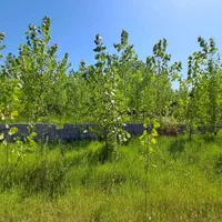 ویلاباغ با کانکس۲خواب ۵کیلومتری دریای زیباکنار|فروش زمین و ملک کلنگی|خشکبیجار, |دیوار