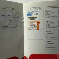 سگ پامرین اشپیتز|سگ|گنبد کاووس, |دیوار