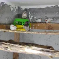 فنچ بنگالی و زبرا|پرنده|نور, |دیوار