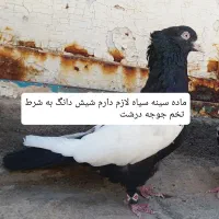 کفتر سینه سیاه