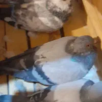 چهار عدد کبوتر گرفتنی سالم|پرنده|میاندوآب, |دیوار