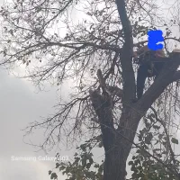 خرید انواع چوب قطع وهرس کاری درختان سربرداری درخت