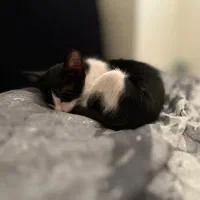 واگذاری گربه