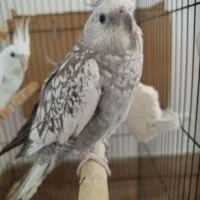 یک جفت عروس هلندی و یک جفت برزیلی|پرنده|بندر ترکمن, |دیوار