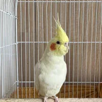 عروس هلندی ماده