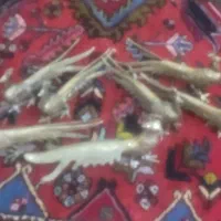 هفت عدد طاوس برنز|مجسمه، تندیس، ماکت|تبریز, |دیوار