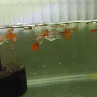 گوپی کوی|ماهی|فردیس, فردیس|دیوار