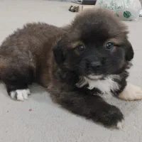 اشپیتز تریر