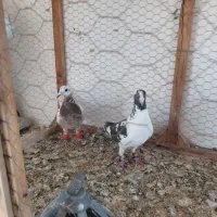 کفترکبوتر پلنگ کرمونی صید قلدر