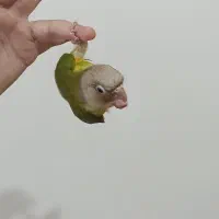 گرینچیک نر اناناسی 70 روزه فول اهلی و دونخور|پرنده|سهند, |دیوار