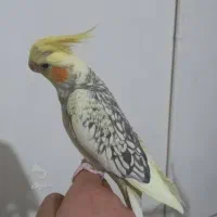 عروس هلندی|پرنده|اندیشه, شهرک مریم|دیوار