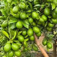 خریدار لیموترش لایم کوآت و پرشین