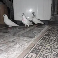 سه عدد کبوتر پرشی|پرنده|گرگان, |دیوار