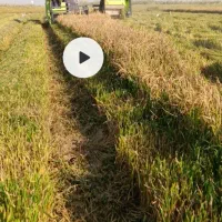 شلتوک عنبر بو