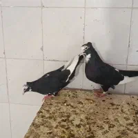 دو جفت نرو ماده