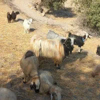 فروش یک رسم چپش اخته چهار دندون هست