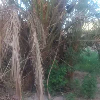 فروش تعدادی پاجوش درخت نر