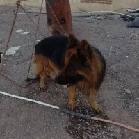 سگ ژرمن سالم وسلامت باشناسنامه