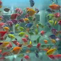 ماهی سرای بزرگ نیشابور(بارجدیدرسید)