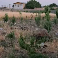 تواتر زمین  ۵۰۰ متری با خودرو یا طلا