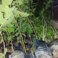 تعداد زیادی نهال شاه توت انجیر انبه اصلاح شده زیتو