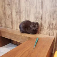 گربه اسکاتیش فولد|گربه|بومهن, |دیوار