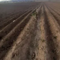 فرش زمین کشاورزی