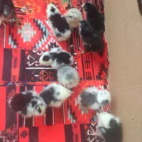 جوجه گلین جاپنیز پرپا لاری مرغ و خروس گلین|حیوانات مزرعه|همدان, |دیوار